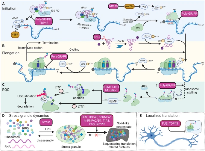 Molecular Neurodegeneration (@molneuro) on Twitter photo A new article for our ALS: Challenges and New Advances review series!
'Translation dysregulation in #neurodegenerative diseases: a focus on #ALS'
Shaopeng Wang & <a href="/shuying_sun/">Shuying Sun</a> <a href="/HopkinsMedicine/">Johns Hopkins Medicine</a>
#RNAbindingprotein #RANtranslation
…arneurodegeneration.biomedcentral.com/articles/10.11… A new article for our ALS: Challenges and New Advances review series!
'Translation dysregulation in #neurodegenerative diseases: a focus on #ALS'
Shaopeng Wang & <a href="/shuying_sun/">Shuying Sun</a> <a href="/HopkinsMedicine/">Johns Hopkins Medicine</a>
#RNAbindingprotein #RANtranslation
…arneurodegeneration.biomedcentral.com/articles/10.11…