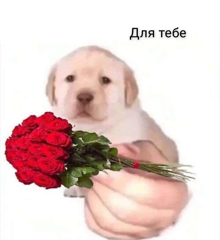 дехто надсилає <a href="/mrrazzotta/">кіра юріївна 𖧷</a> цьомчикі з повідомленням: ти моя заноза в попі, люблю тебе