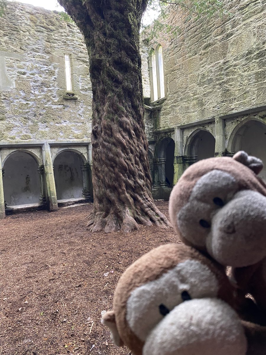 GpSmnky's tweet photo. Today was #Killarney National park, with #TorcWaterfall Then #RossCastle with a kayaking adventure…. I was stuck in the water proof bag! https://t.co/z3zMIGaOJp