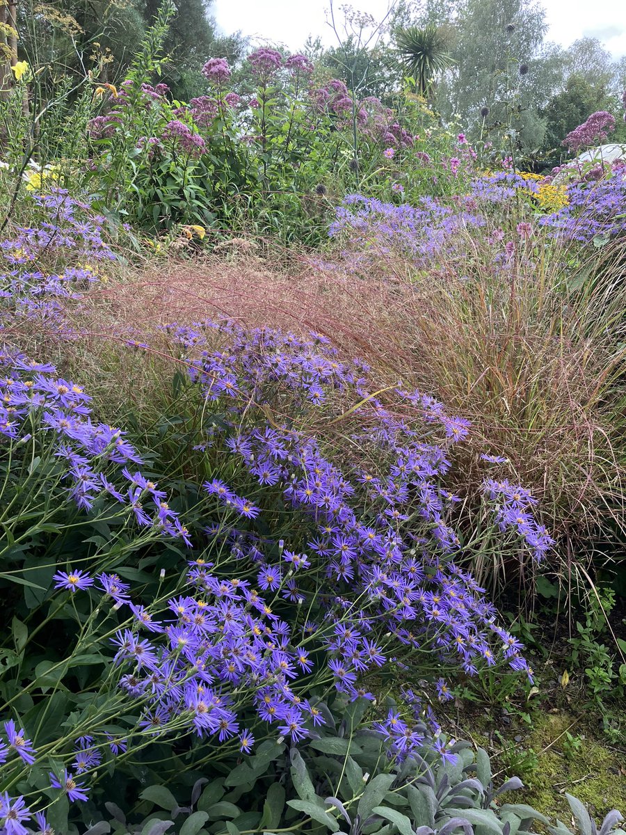 InfocusWestHill's tweet photo. I’ve just returned to West Hill from a weeks annual leave &amp; can’t believe how much everything has grown! Weeds &amp; grass aside the flowers are beautiful &amp; are covered in insects https://t.co/gXEYzKJtLS