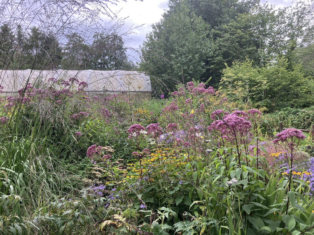 InfocusWestHill's tweet photo. I’ve just returned to West Hill from a weeks annual leave &amp; can’t believe how much everything has grown! Weeds &amp; grass aside the flowers are beautiful &amp; are covered in insects https://t.co/gXEYzKJtLS