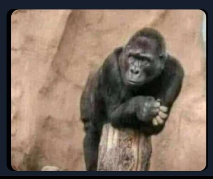 Omwiiru_'s tweet photo. Gig plug seeing you all neglect his #Otafiire hashtag to concentrate on Sheilla Gashumba's bean https://t.co/lamvxBvx89