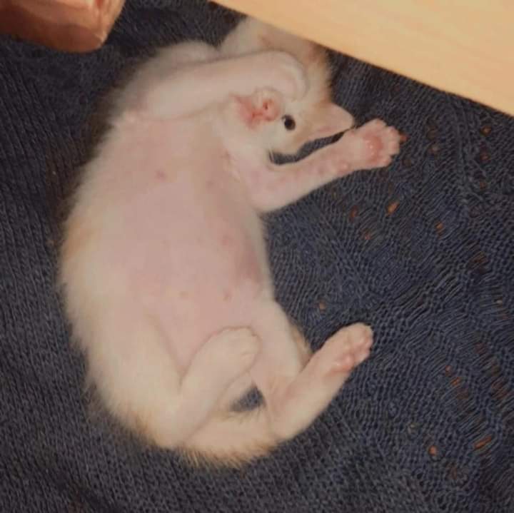CandyRa36389307's tweet photo. #gatito #bebemiau #minito https://t.co/rNN4XBGk7b