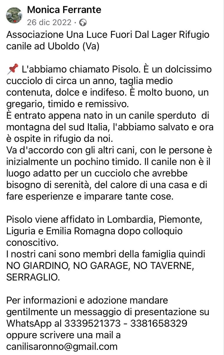 pattyfra1's tweet photo. - Rifugio ad Uboldo (Va) Saronno
🆘PISOLO CERCA CASA🆘
Anche questa meraviglia di cane è stato salvato dal canile da Maria Antonietta Ferrara e ora è ospite del Rifugio in attesa di adozione
⏩️INFO/ADOZIONE/CONTATTI nel box scritto ⤵️
#pisolo #canicercacasa
🙏🆘🏡🐾🙏🆘🏡🐾❤️ https://t.co/uY6vG8pU7B