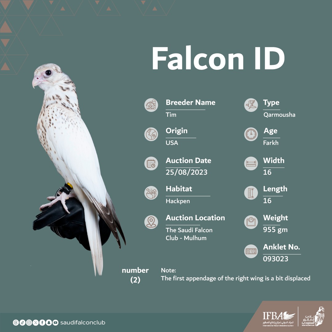يدخل منصة ⁧#المزاد_الدولي_لمزارع_إنتاج_الصقور⁩ 2023 لليوم العاشر والأخير
الصقر (2) "قرموشة" من مزرعة تيم، بلد المنشأ الولايات المتحدة الامريكية 🇺🇸
⁧#نادي_الصقور_السعودي⁩ 𓅃 

For our 10th day And Final of the Auction in ⁦#IFBA⁩ , we have falcon NO. 2 “Qarmousha“ from Tim