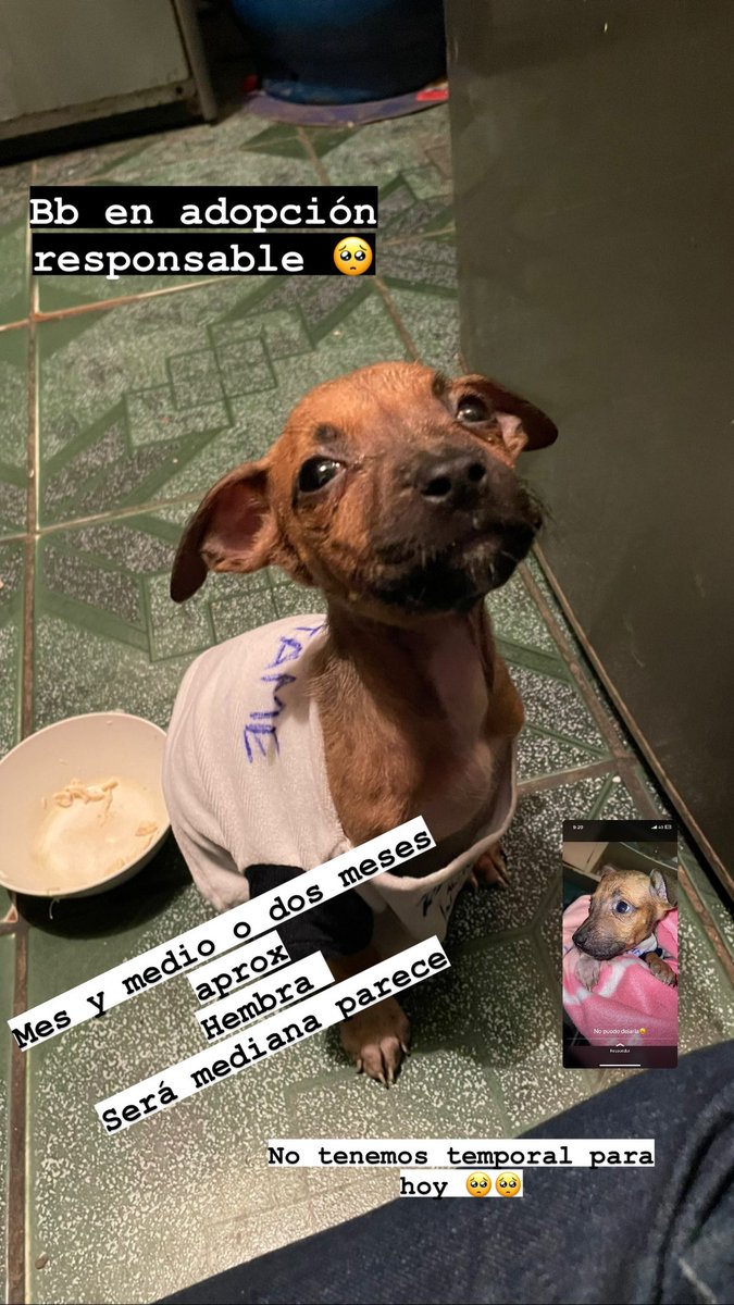 mtapiacastro's tweet photo. Ayúdenme a difundir pfv, está en mi casa pero no se puede quedar 🥺🙏🏽 @luciaoxenford https://t.co/M08x11uHn3