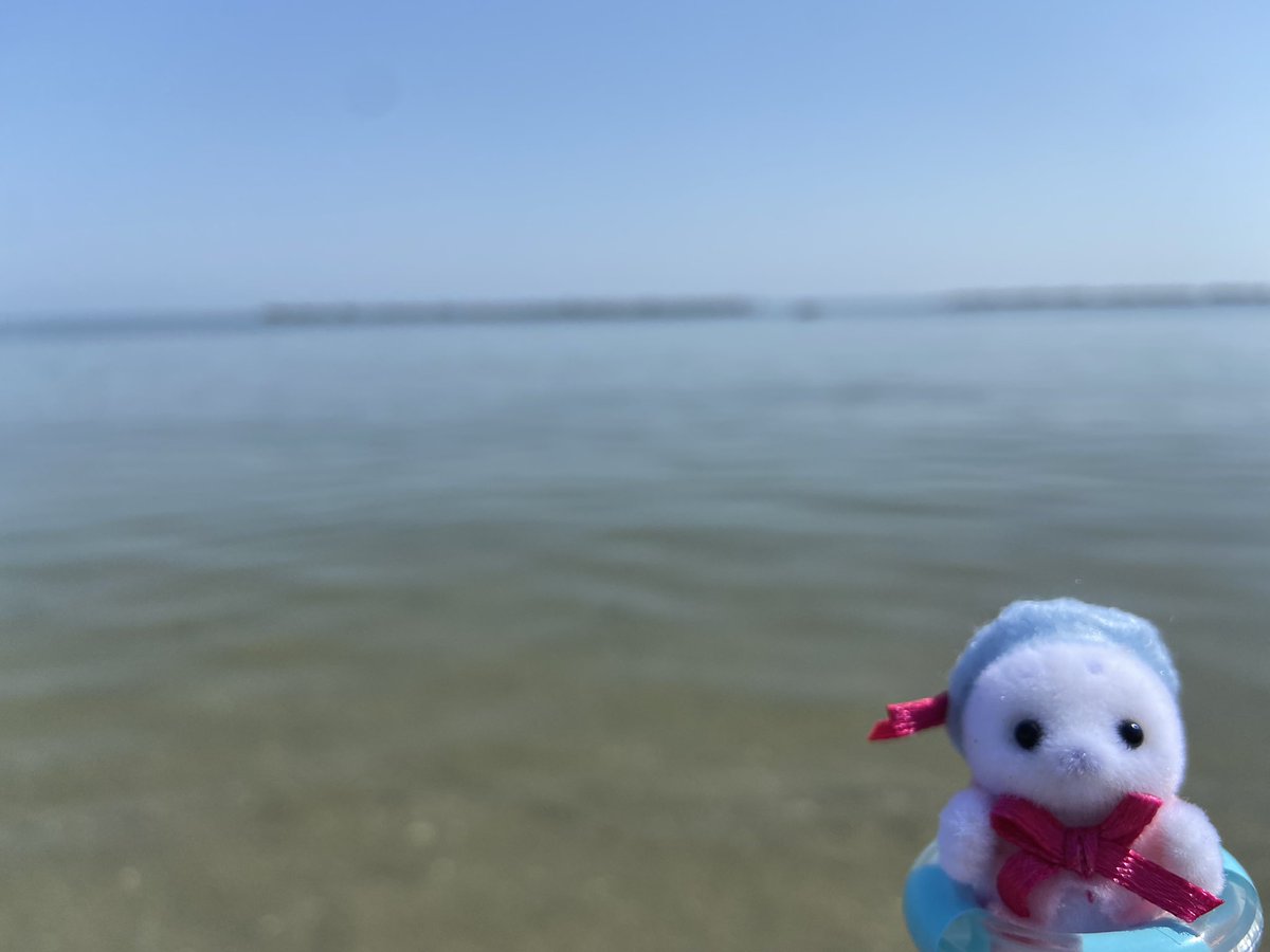 silvia_ryu's tweet photo. Seal family at the beach! 
#sylvanianfamily #epoch #sylvanianfamilies #seal #beachlife https://t.co/ViT0ACh7tC