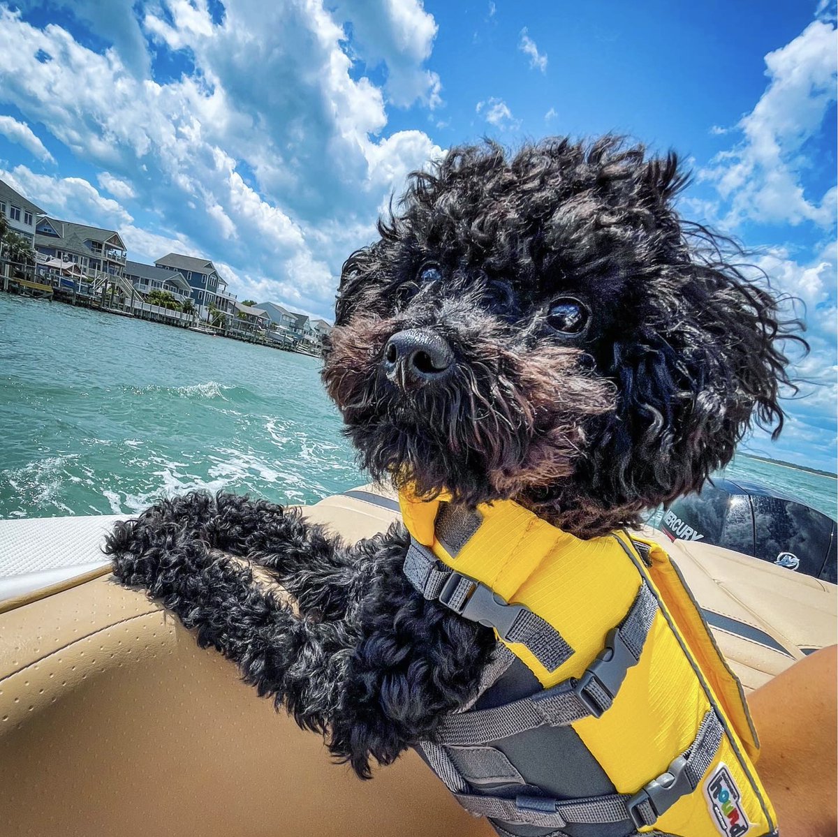 Wind in my fur + waves beneath my paws = pure bliss on the water! 🚤🐕 
#FreedomBoatClub #BoatingMadeSimple  #BoatClub #BoatingBuddy #HappyPup #DogsOnBoats