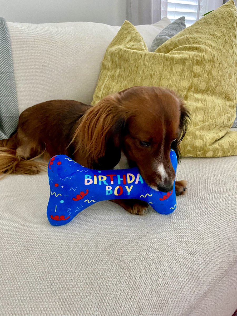 joepardavila's tweet image. Happy Birthday to our Nathan!  He turns 2 today!

#happybirthday #DaschundsofX #dogbirthday