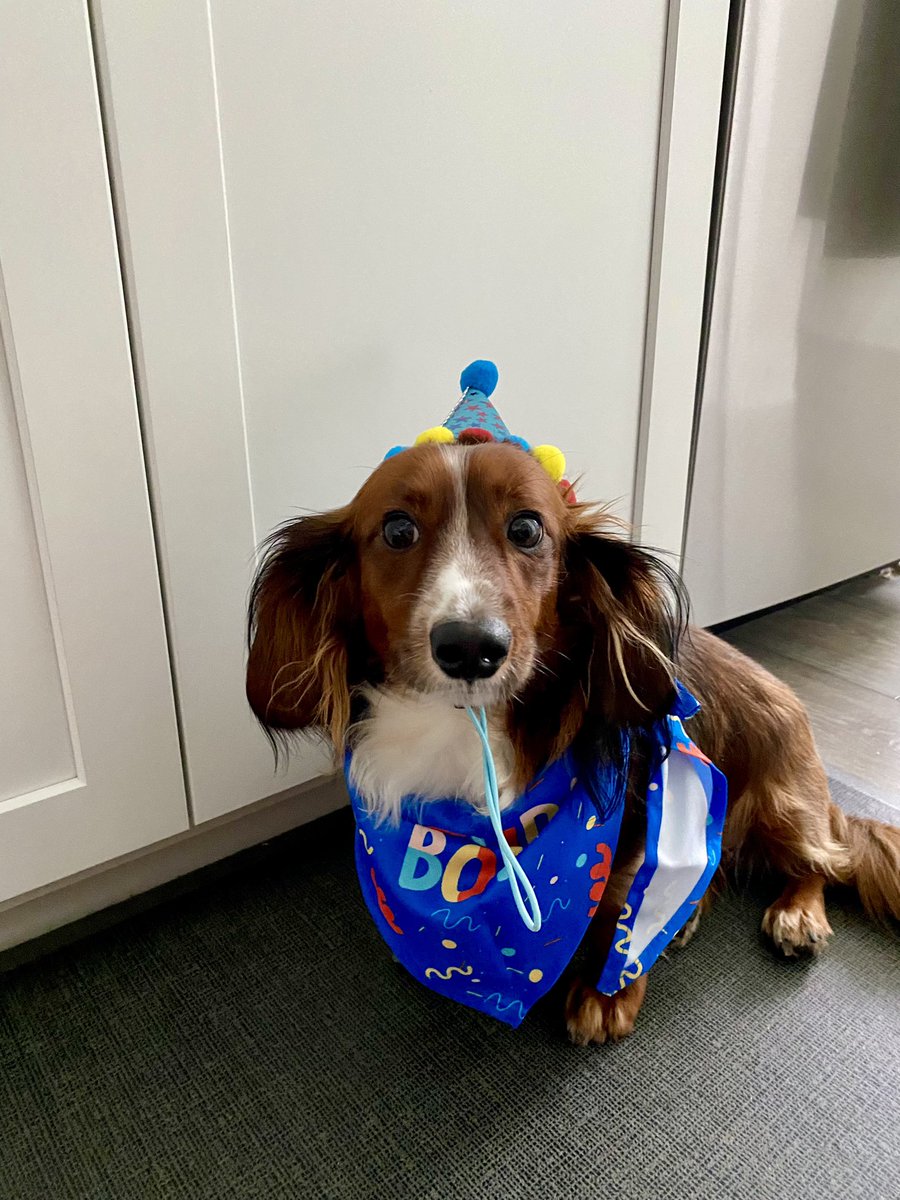 joepardavila's tweet image. Happy Birthday to our Nathan!  He turns 2 today!

#happybirthday #DaschundsofX #dogbirthday