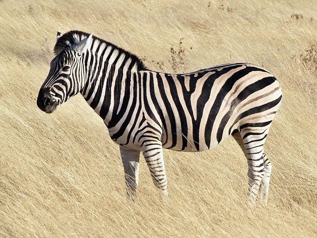 ENIGMASOLVER's tweet photo. INI ZEBRAAA LOHH https://t.co/HMztRfzh5l