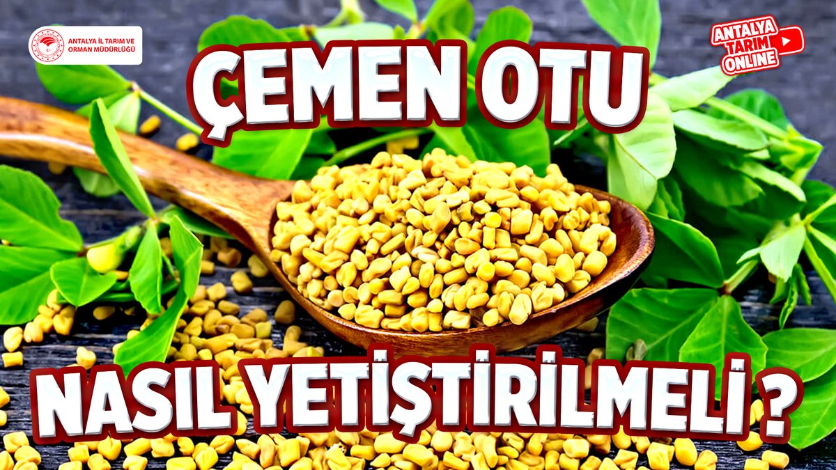 Antalya İl Tarım ve Orman Müdürlüğü tweet media