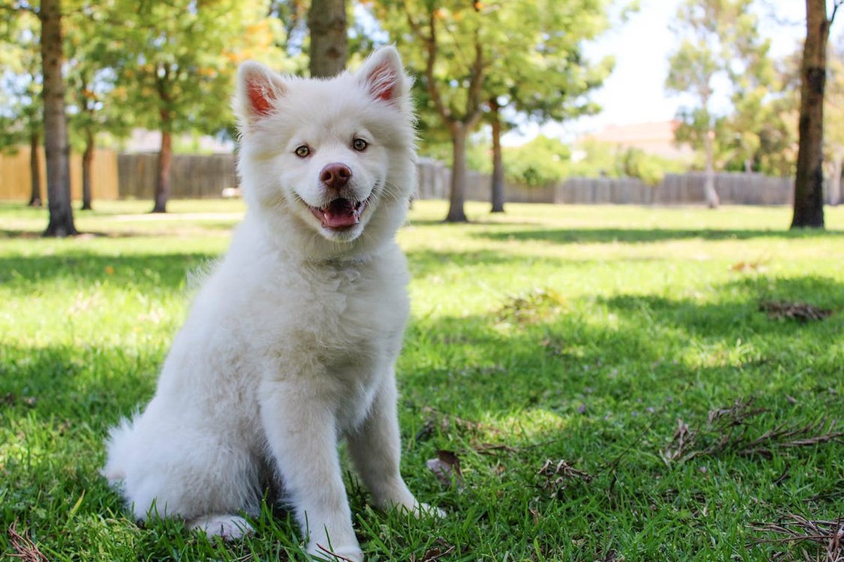 If you’re struggling to keep cool in the heat, then imagine how our furry friends are feeling. Dogs and cats are more sensitive to heat than humans as they can’t sweat like us, making them vulnerable to heat exhaustion and heat stroke. 
#askthevet #petcare #vethelp #expertadvice