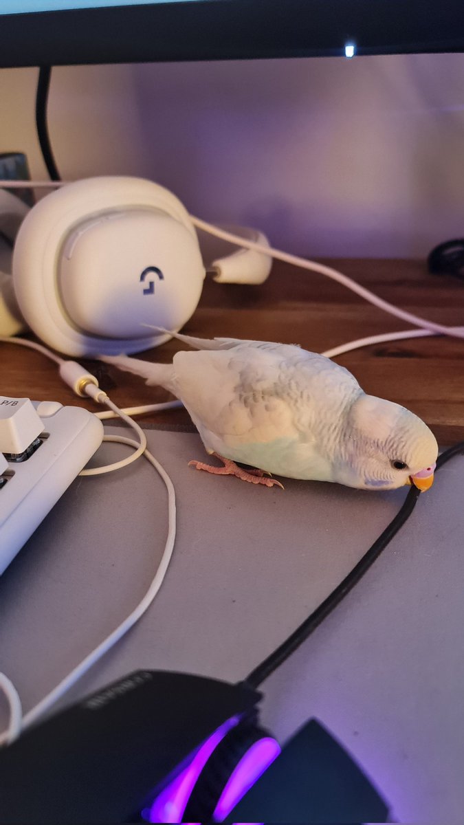 a e l i a e l *:・✧ 🌿 tweet media