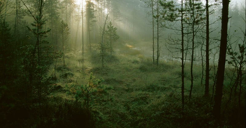 Hyvää Suomen luonnon päivää! Onnea Repovesi! Tänään juhlimme Suomen luontoa ja 20-vuotiasta kansallispuistoa, jonka perustamiseksi UPM lahjoitti 560 ha metsää. Samalla suojelimme 1400 ha metsää puiston läheisyydestä. #suomenluonnonpäivä #liputanluonnolle upm.com/fi/artikkelit/…