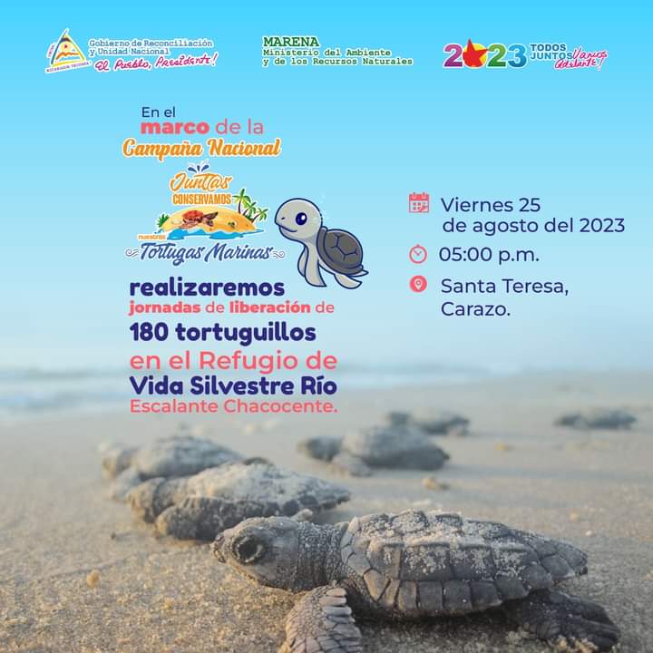 #Nicaragua| En el marco de la Campaña nacional "Junt@s Conservamos nuestras Tortugas Marinas" 🐢

 🍃 <a href="/MarenaNicaragua/">Marena Nicaragua</a> realizará Jornada de liberación de 180 tortuguillos de la especie Paslama 🌊🐢 en Santa Teresa, Carazo

#FSLNHeroismoVictorioso
#PLOMO19
