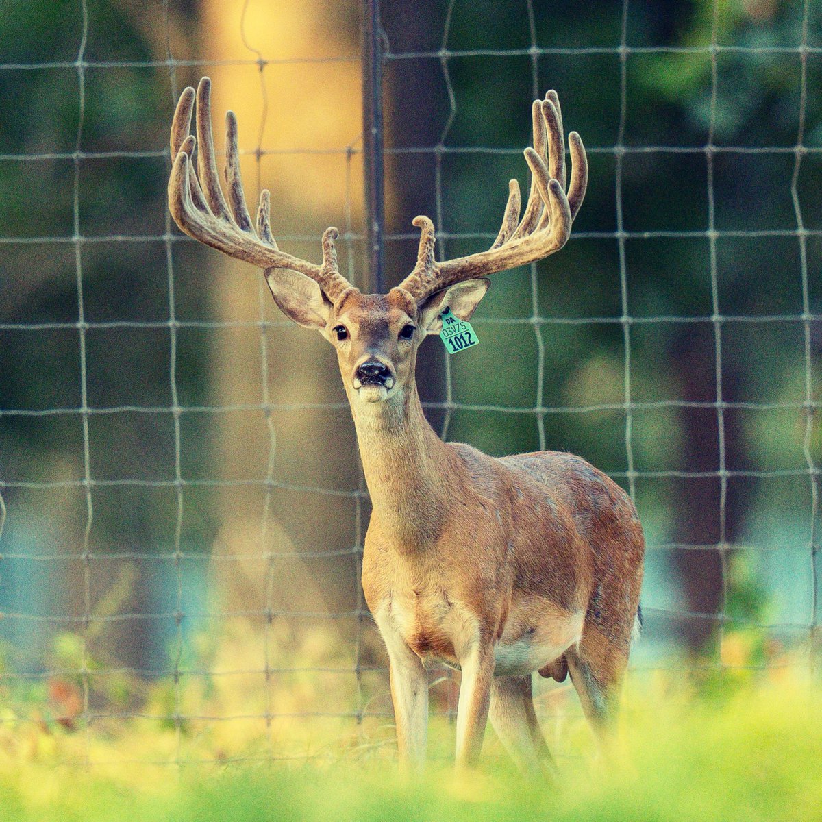 Big Rack Ranch tweet media