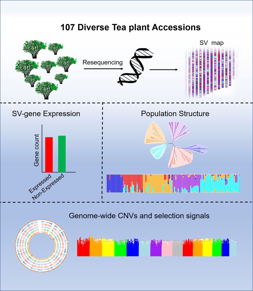 PlantSciRes's tweet image. Structural variants (SVs) shape genetic diversity in tea plants. Our large-scale SV map reveals insights into tea quality, stress resistance, breeding, and evolution. Exciting prospects for tea plant improvement! #StructuralVariants #TeaPlants #Genomics maxapress.com/article/doi/10…