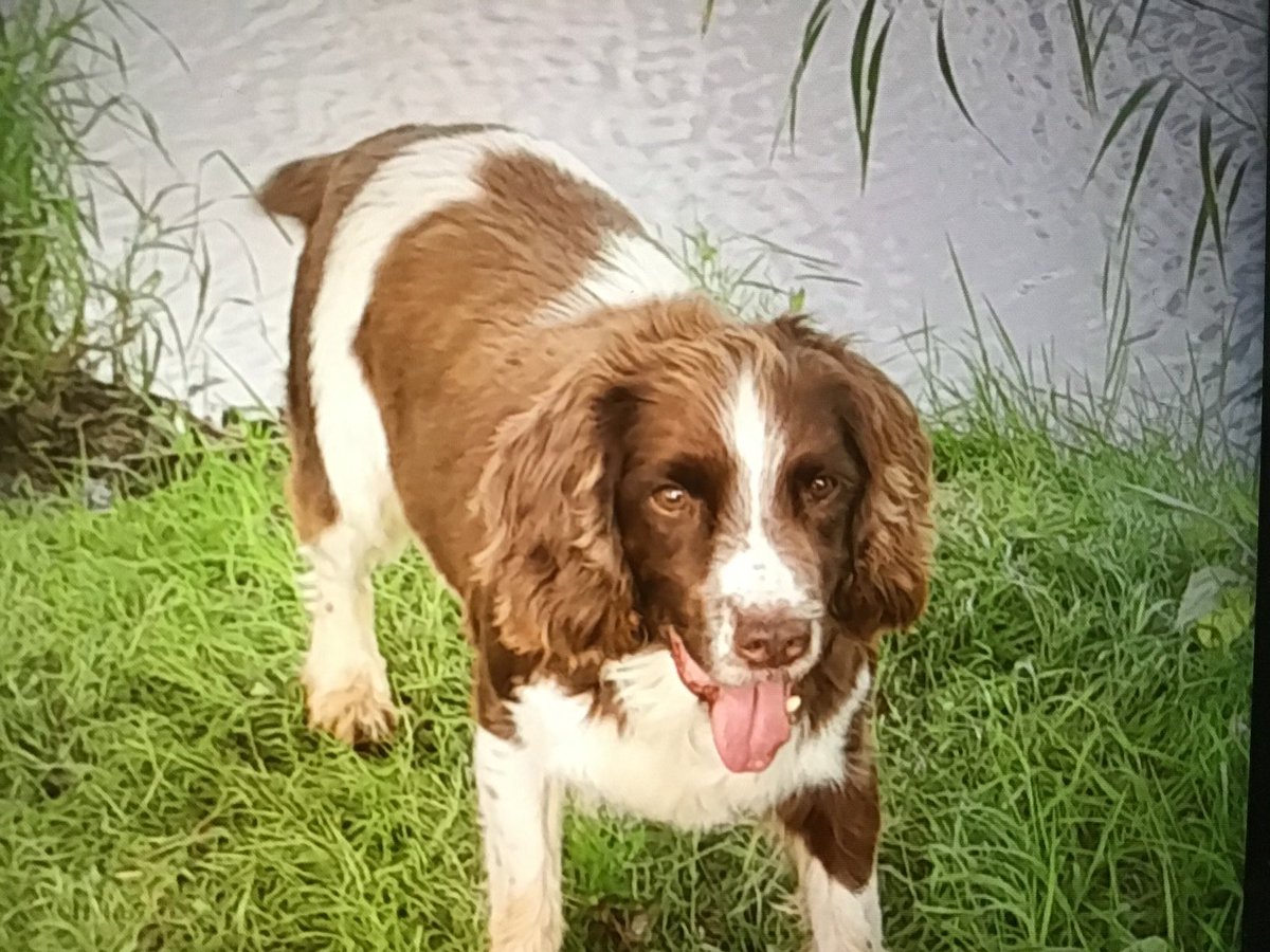 #bytheriver #dogsontwitter #dogsonx #spaniels #dogs #river