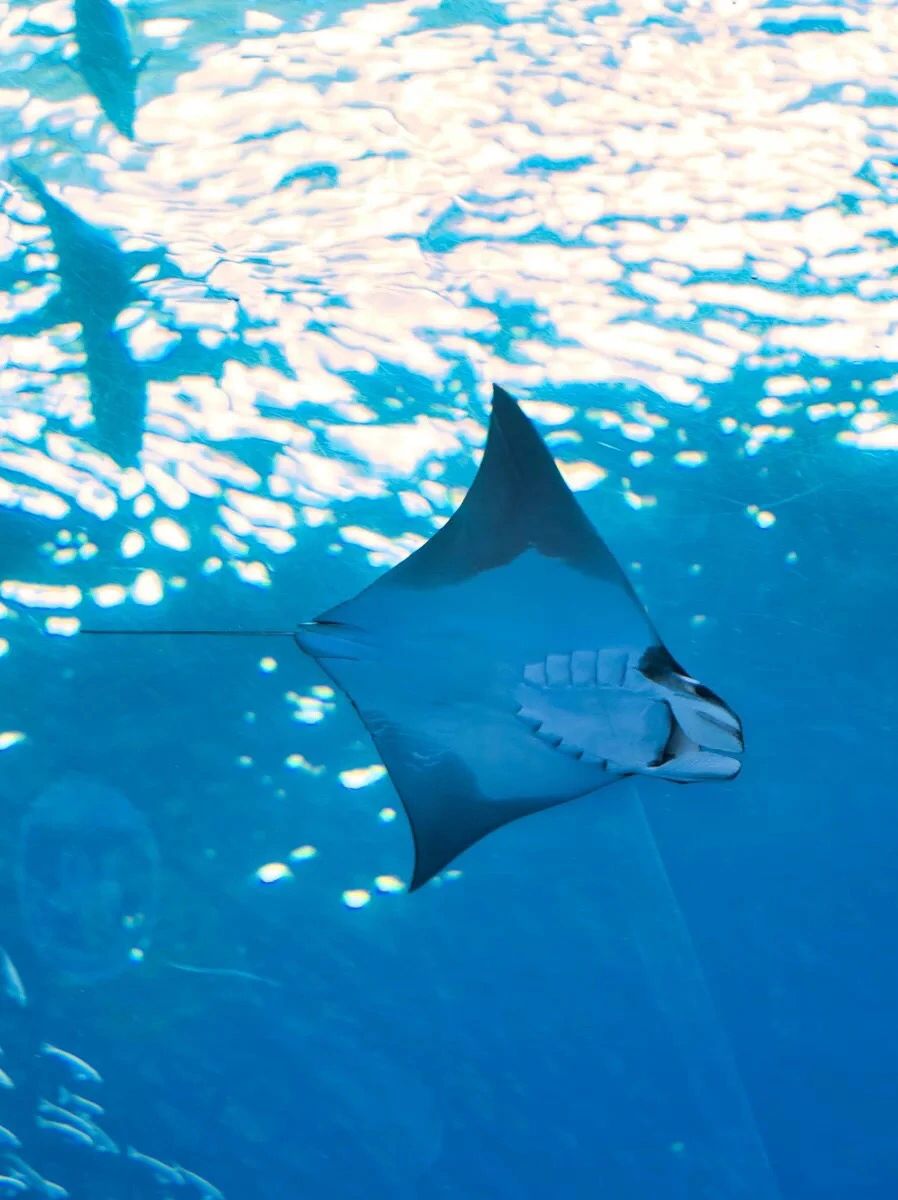 bryanbeni5821's tweet image. Strange sea creatures of the devil fish 🐟
      
#AmazingMyMarineAnimals
#NotesInspiration
#Healing images I captured
#Devilfish
#Ocean
#Sea World
#Oceanarium