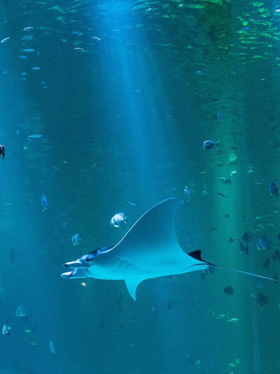 bryanbeni5821's tweet image. Strange sea creatures of the devil fish 🐟
      
#AmazingMyMarineAnimals
#NotesInspiration
#Healing images I captured
#Devilfish
#Ocean
#Sea World
#Oceanarium