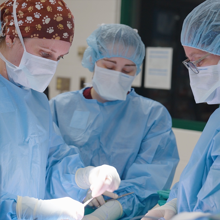 Veterinary clinical trials can lead to new treatments for animals that potentially translate to human conditions. MSU's veterinary clinical trials program, CLIP, bridges research to animal medicine through clinical trials with client-owned animals. 

Read: cvm.msu.edu/news/2023/msu-…