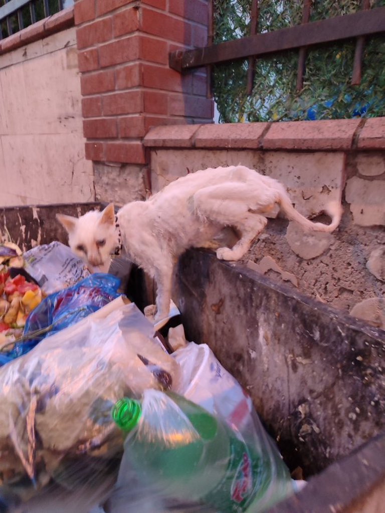 Bu kedi İzmir karşıyaka zübeyde hanım mahallesinde cins kedi tasması hala boynunda traş edilip puskül bırakmışlar kuyruğuna bütün kemikler dışarıda burnu akıyor dün akşam denk geldim kendini yakalatmıyor.
Kayıp ya da kaçmış olabilir ailesini bulalım lütfen 
 @NurrAylin
