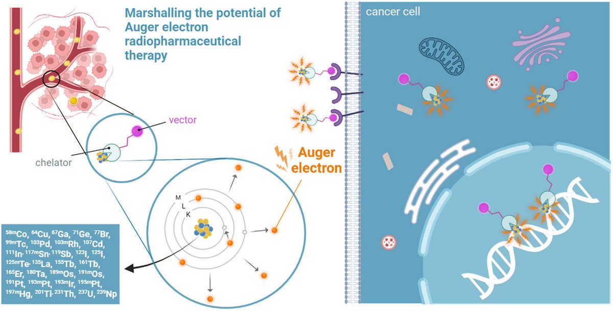 Auger electrons: A new weapon in radiopharmaceutical therapy. ow.ly/cwFp50PBV6B

#RPTherapy #NuclearMedicine @JulieBolcaen