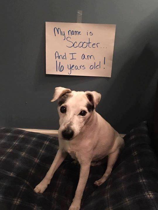 Lets see how many birthday wishes Scooter can get! Share his pic today! 🎂🎉💕