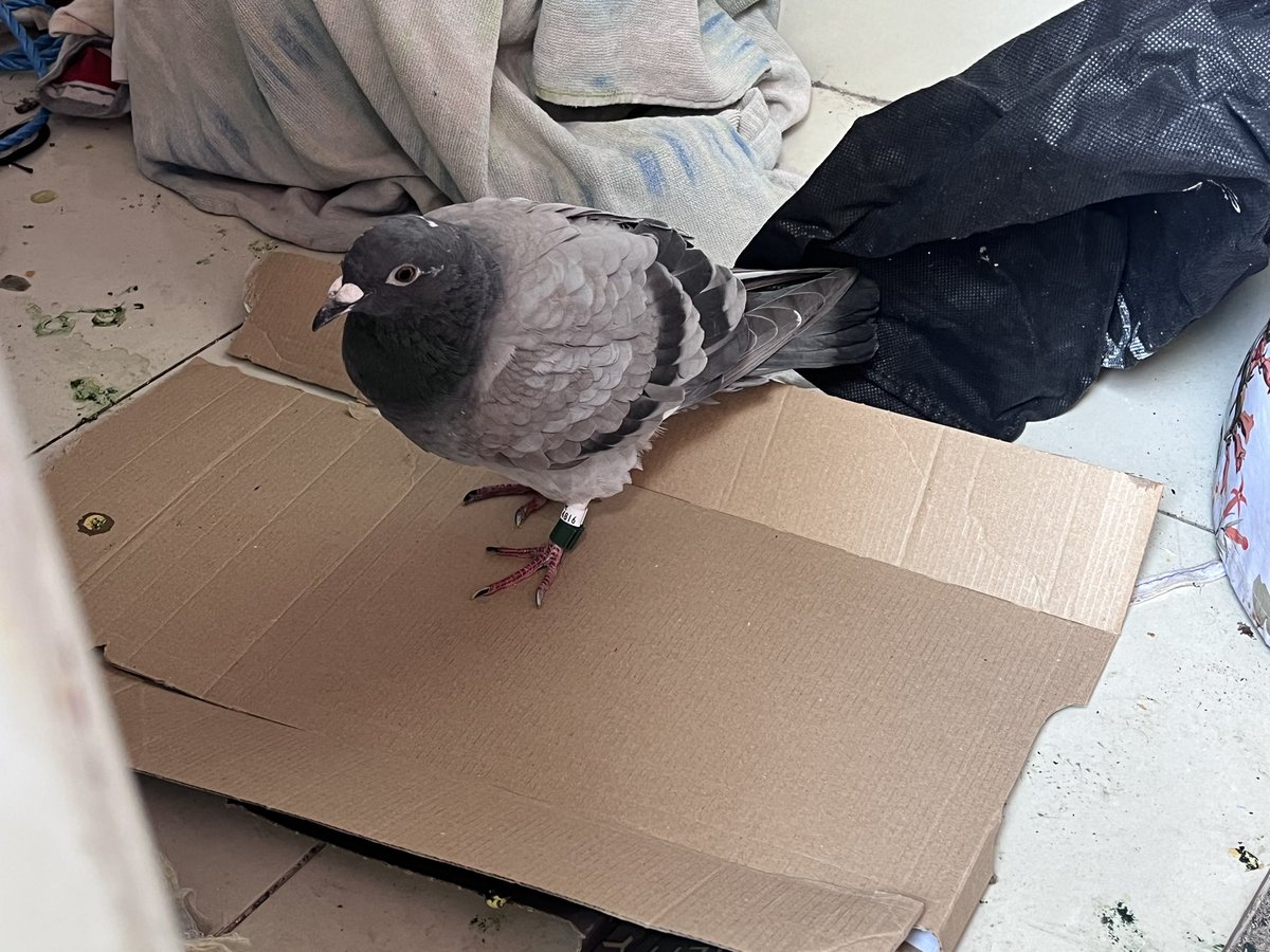 Brian Keogh tweet media