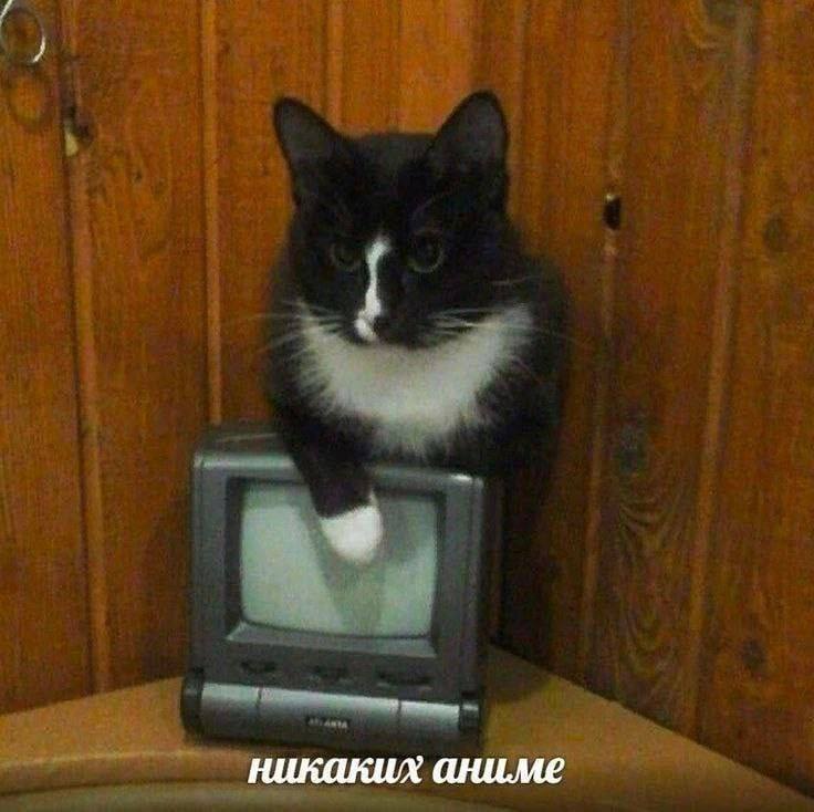 RussianMemesLtd's tweet photo. no anime https://t.co/oKVUeYbl5n
