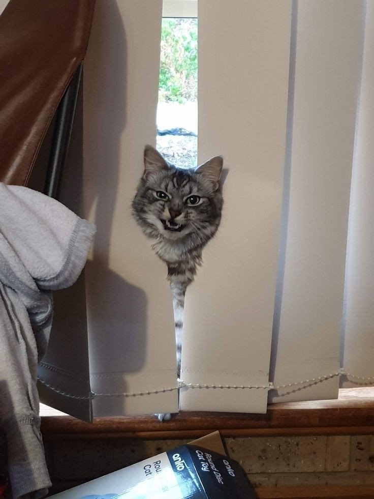 DontShowYourCat's tweet image. peeking blinders