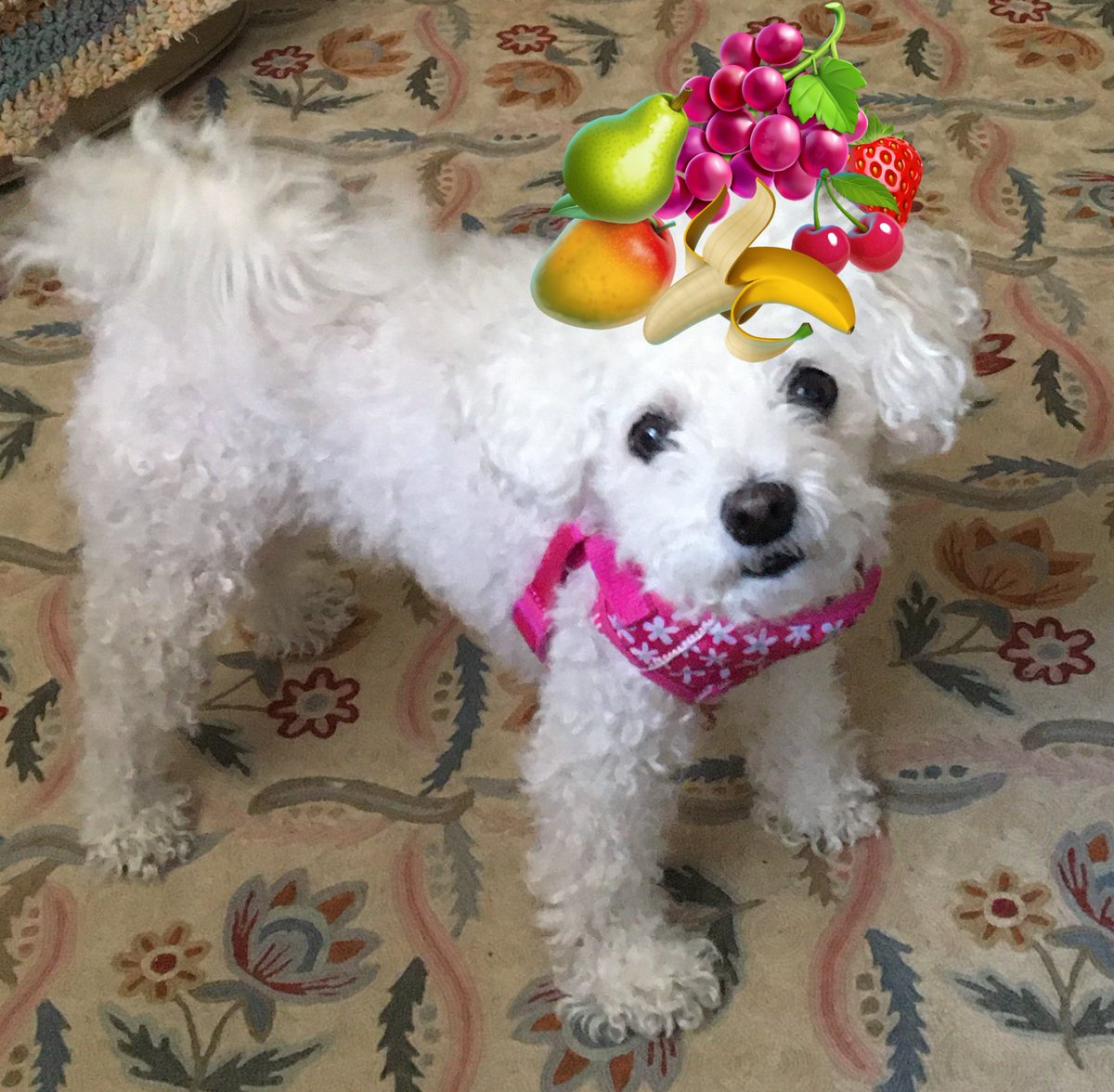 LittleBearconvo's tweet photo. It’s #FriYay and just for fun, I thought you might enjoy my #CarmenMiranda impression! #DogsareFun #Dog #Bichon #DogsonTwitter #DogsofTwitter https://t.co/8jr5mjt6DA