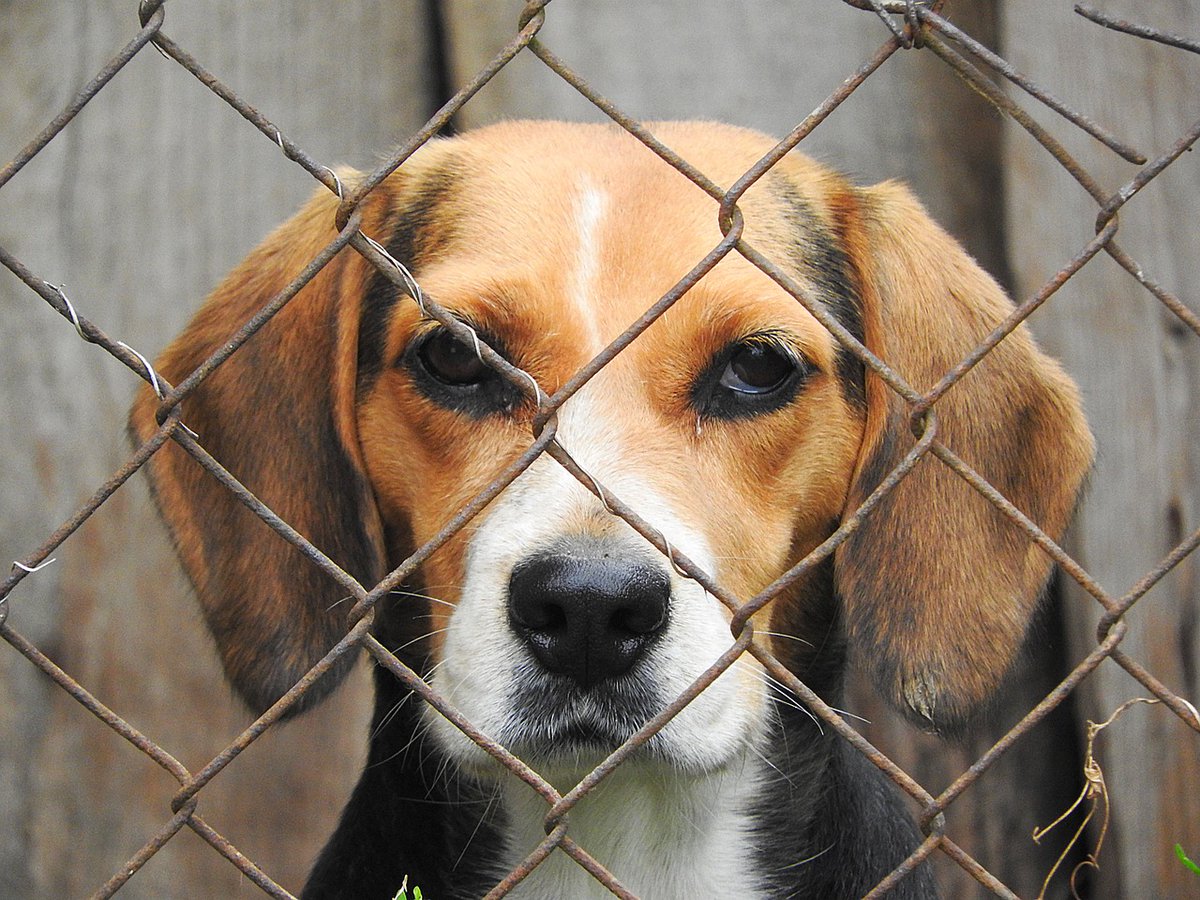 🛑Non à l'#ExpérimentationAnimale !

Nous demandons la fermeture du centre d'élevage de Beagle et Golden Retriever destiné aux expérimentations en laboratoire à Mézilles. 

500 femelles doivent se reproduire sans arrêt pendant des années. Leurs chiots leur sont arrachés pour être
