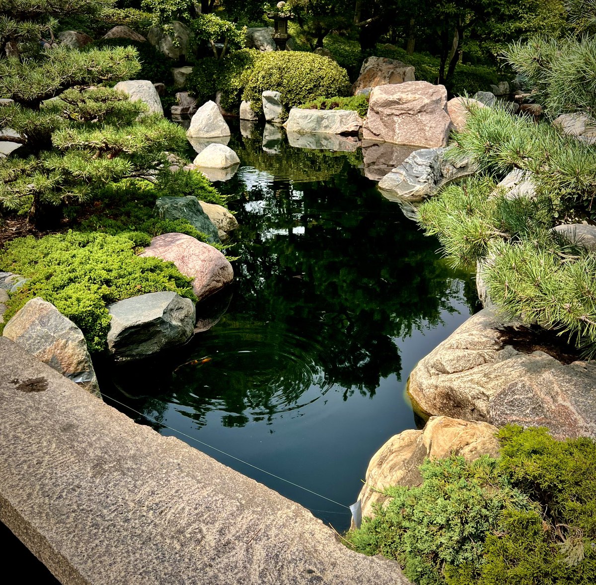 0xMysticBeast's tweet photo. GM Legends! ☀️
Life shrinks or expands in proportion to one's courage.
Push to be uncomfortable and you will likely grow at a faster clip than those around you. 🌱
#NFTcommunity #NFTartists #Tomenization #CryptoNews #enchantedforest https://t.co/WZKBXbJugu