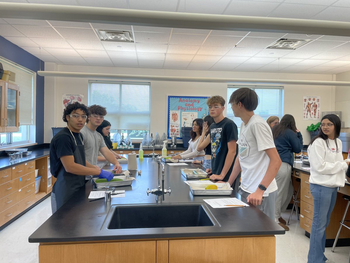 Sandyteacher71's tweet photo. Anatomy Lab Today:  Dissection of a Cucumber!  Students learned how to use their dissecting tools and body planes.  
#cougarculture https://t.co/QRzEv0Yhln