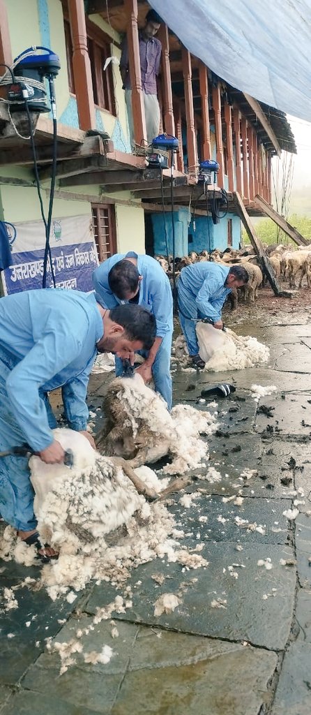 UswdbCeo's tweet photo. #PashudhanUK #USWDB
#WoolShearing
#Uttarkashi
प्रभारी अधिकारी श्री हितेंद्र यादव के नेतृत्व में टीम द्वारा ग्राम सरनौल वि.ख. नौगांव जनपद उत्तरकाशी में भेड़ो में मशीन ऊन कतरन का कार्य किया गया तथा ऊन की ग्रेडिंग व शॉर्टिंग का कार्य किया गया। https://t.co/w7InfYe8Hu
