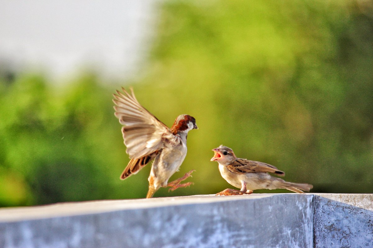 animalcyclo's tweet photo. #birds
#birding
#birdwatching
#BirdsSeenIn2023
#BirdTwitter
#BirdsOfTwitter
#BDWL
#TwitterNaturePhotography
#twitternaturecomunity https://t.co/8sjSw1DcpE
