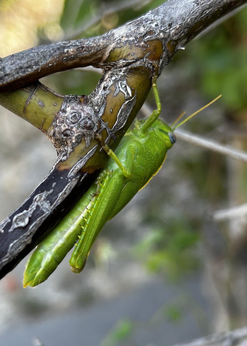 Au #paradis des #insectes
#hauteprovence