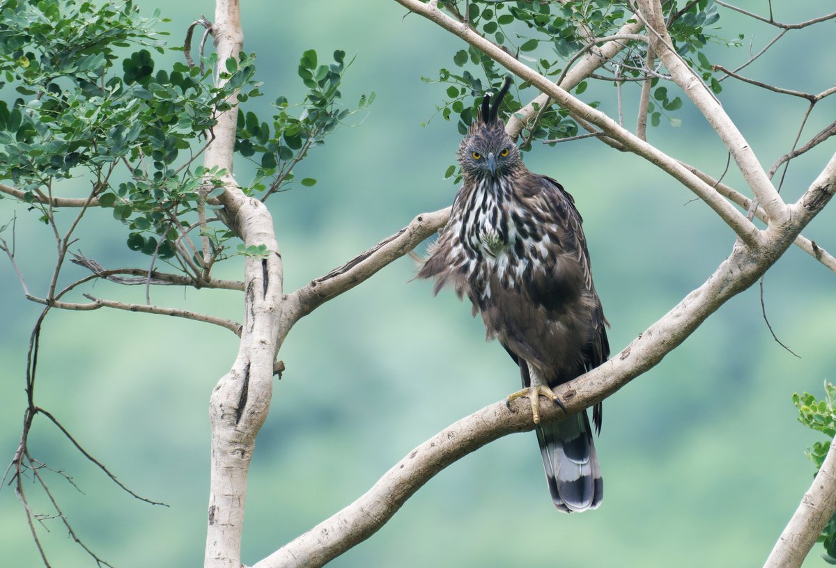 ShivaJmc12's tweet photo. The Kings Own Place!
#Changeablehawkeagle @UKNikon #indiaves @Natures_Voice #ThePhotoHour #BBCWildlifePOTD @AnimalPlanet @DiscoverKorea_ @WildlifeMag @NikonUSA @NatGeoIndia @BBCEarth #birds #BirdsOfTwitter #nikoncreators @BBC #birder @DiscoverMag #birdsofindia #wildlife #birding #photooftheday #Wikipedia