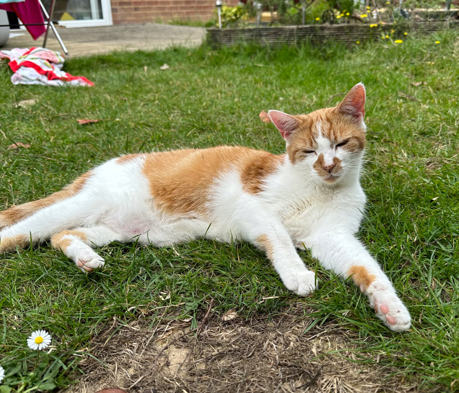 CatCall_UK's tweet photo. Have you seen this dear Cat missing from Elphinstone Gardens Hastings, see details and contact information https://t.co/0C7F8FG4yC
#CatMissingInHastings #MissingCat #CatCall #GettingCatsHome #Caring4Cats #CatRescue https://t.co/0uVwpuk2Z6