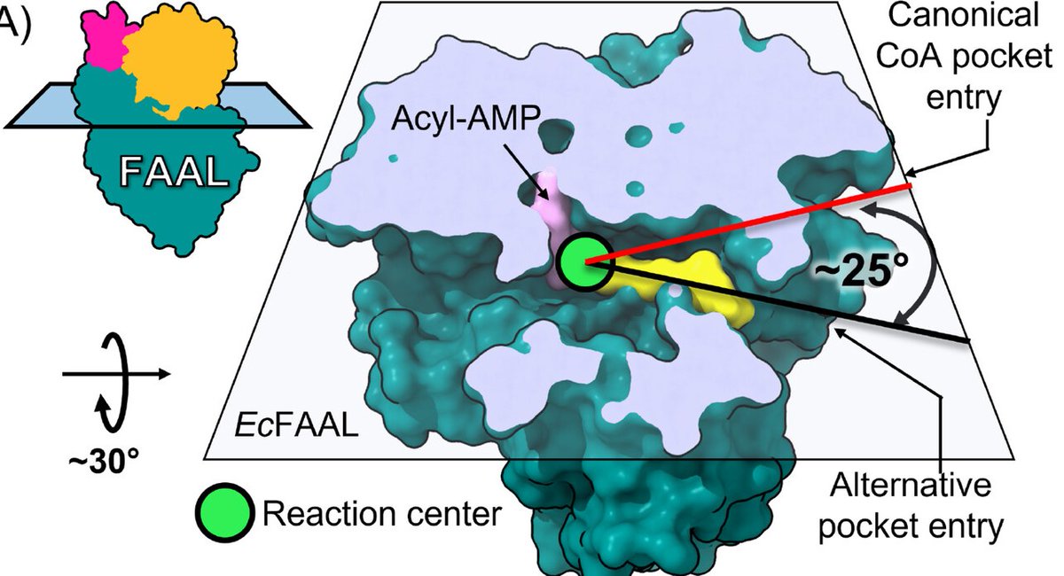 Excited to share the recent publication #Review from our lab that summarizes the current structural and mechanistic understanding of a key fatty acid metabolizing enzyme, FAAL. (1/2)