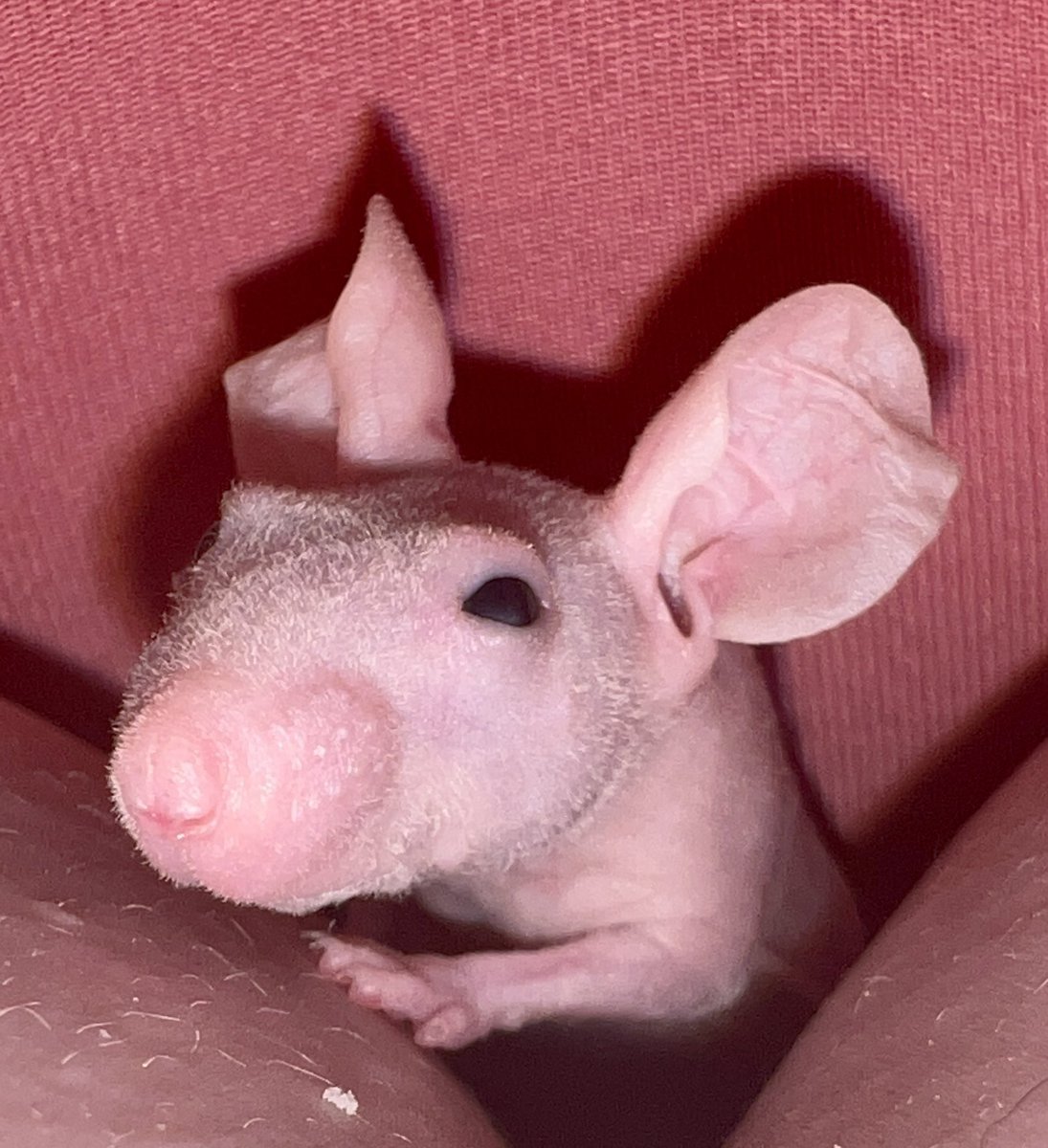 Cherokee_Flats's tweet photo. Spud getting comfy. Silly mouse https://t.co/cFaALeZA53