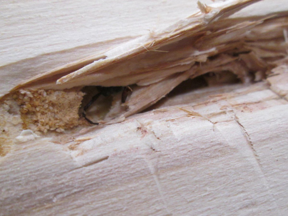 International Falls, MN @CBP Agriculture Specialists once again found pests in a shipment from China. This time adult woodborer Longhorn Beetles were discovered in a rail container of vinyl flooring. The container was reexported. Good job by our ever-vigilant employees! @USDA