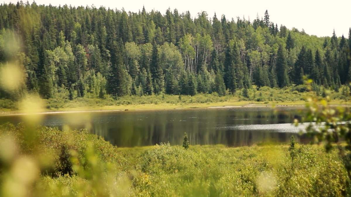 ABWilderness's tweet photo. The Horse Lake area including Aura Creek in the Ghost Watershed is set to be logged this fall.

🐟Aura Creek is listed as critical habitat for Bull Trout and Westslope Cutthroat Trout. 🌿

Destroying their habitat shouldn't be considered acceptable.
Here are a few "before" pics https://t.co/m1lrq3OiCJ