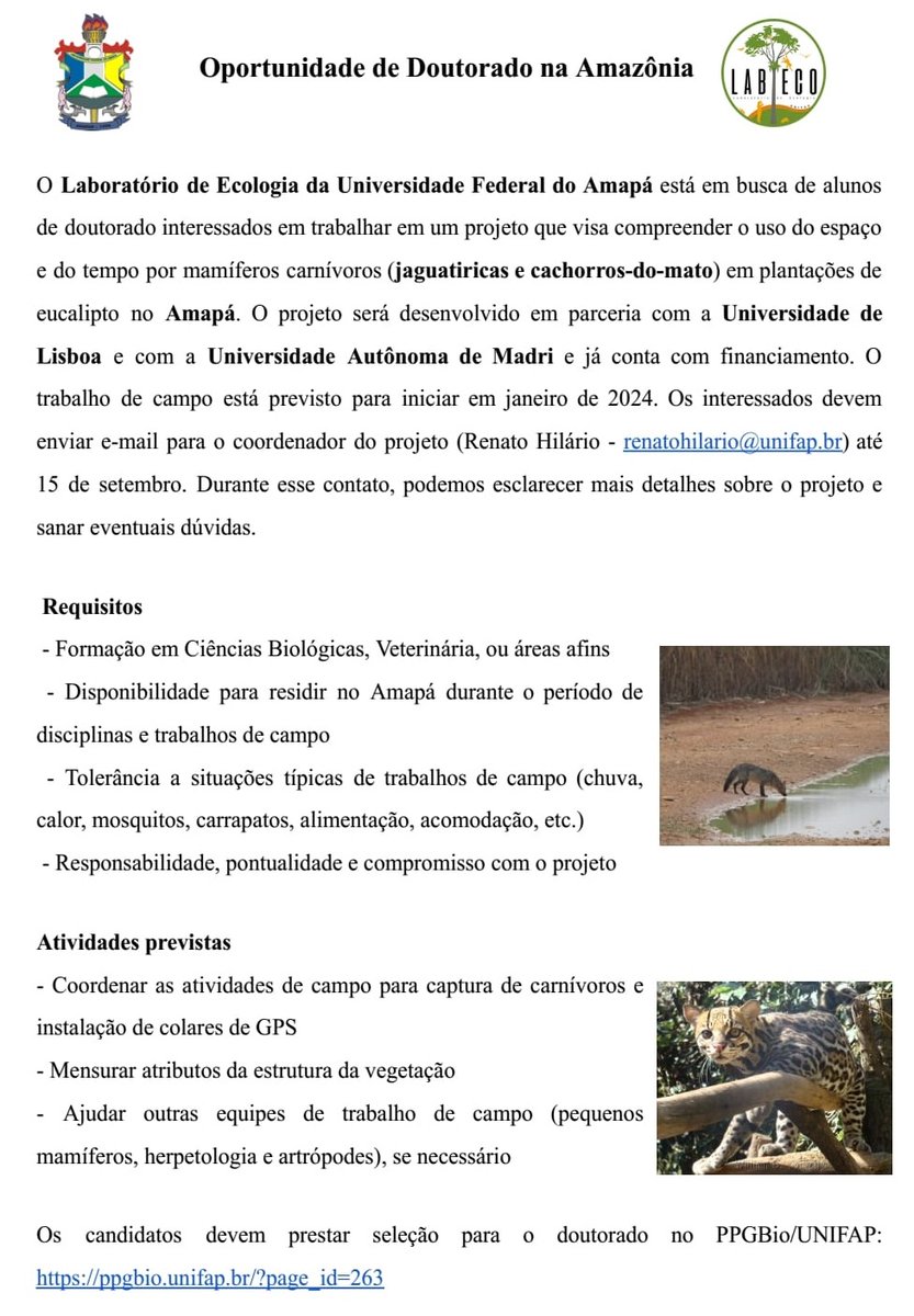 #PhDopportunity 🎓
The Ecology Laboratory of the <a href="/unifapoficial/">UNIFAP</a> has a PhD opportunity to study the spatial-temporal ecology of ocelots 🐆 and crab-eating fox 🐺 in Amapá 🇧🇷
🗓 Applications until September 15th
🔎 More information 👇