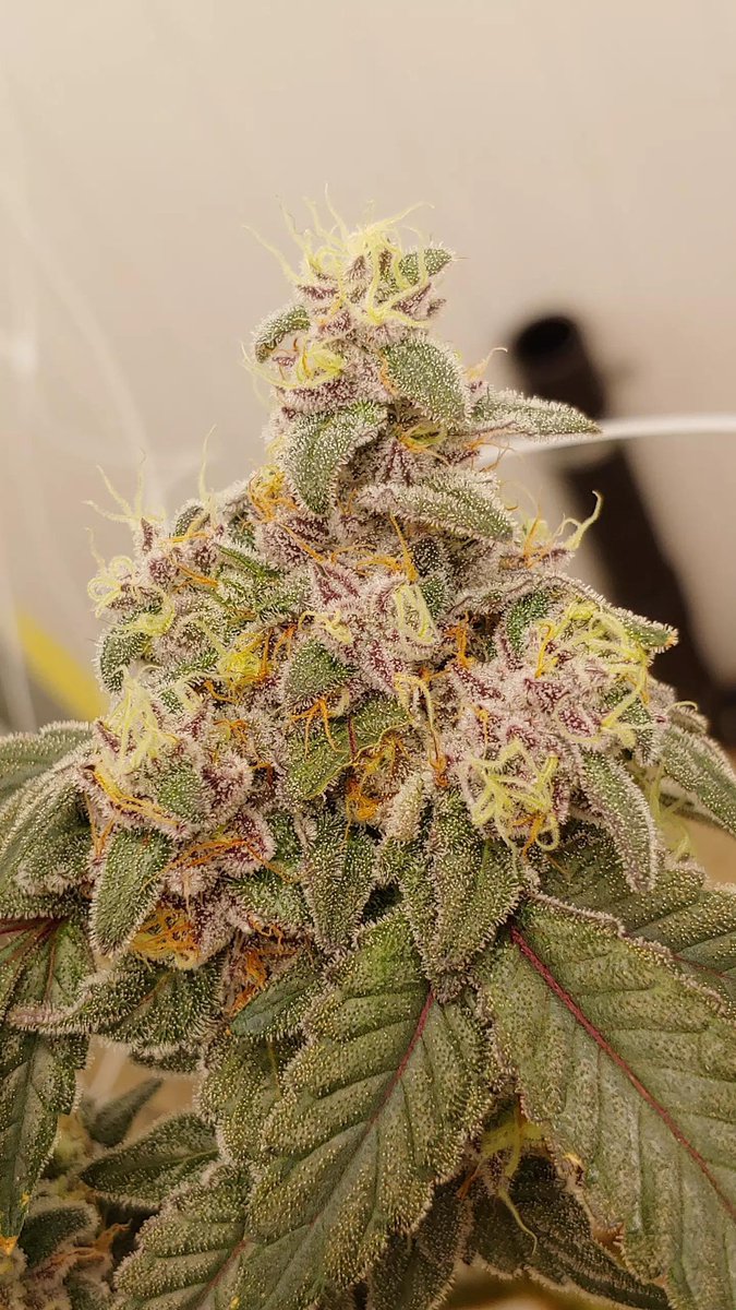 Blueberry Freezer (Blueberry Pie #8 x Fried Ice Cream x Grandpas Gunchest) this phenos have looked great the whole way through I’m eager to get these into your hands. @Raw_Genetics_