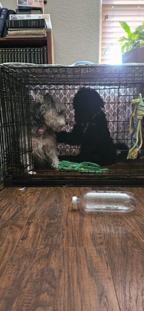 They hate each other but i caught them in the crate together being nice. Im dogsitting the schnauzer.