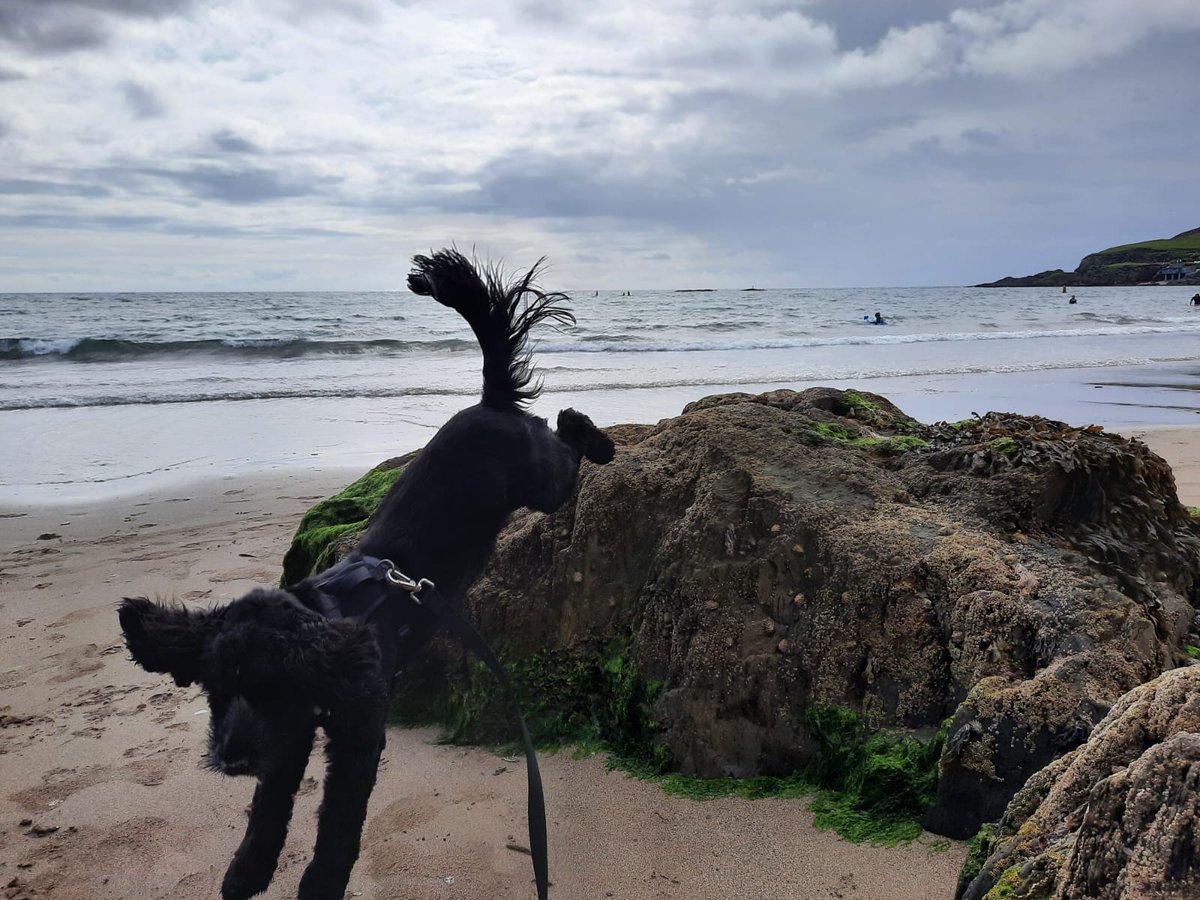 Alison Mully tweet media