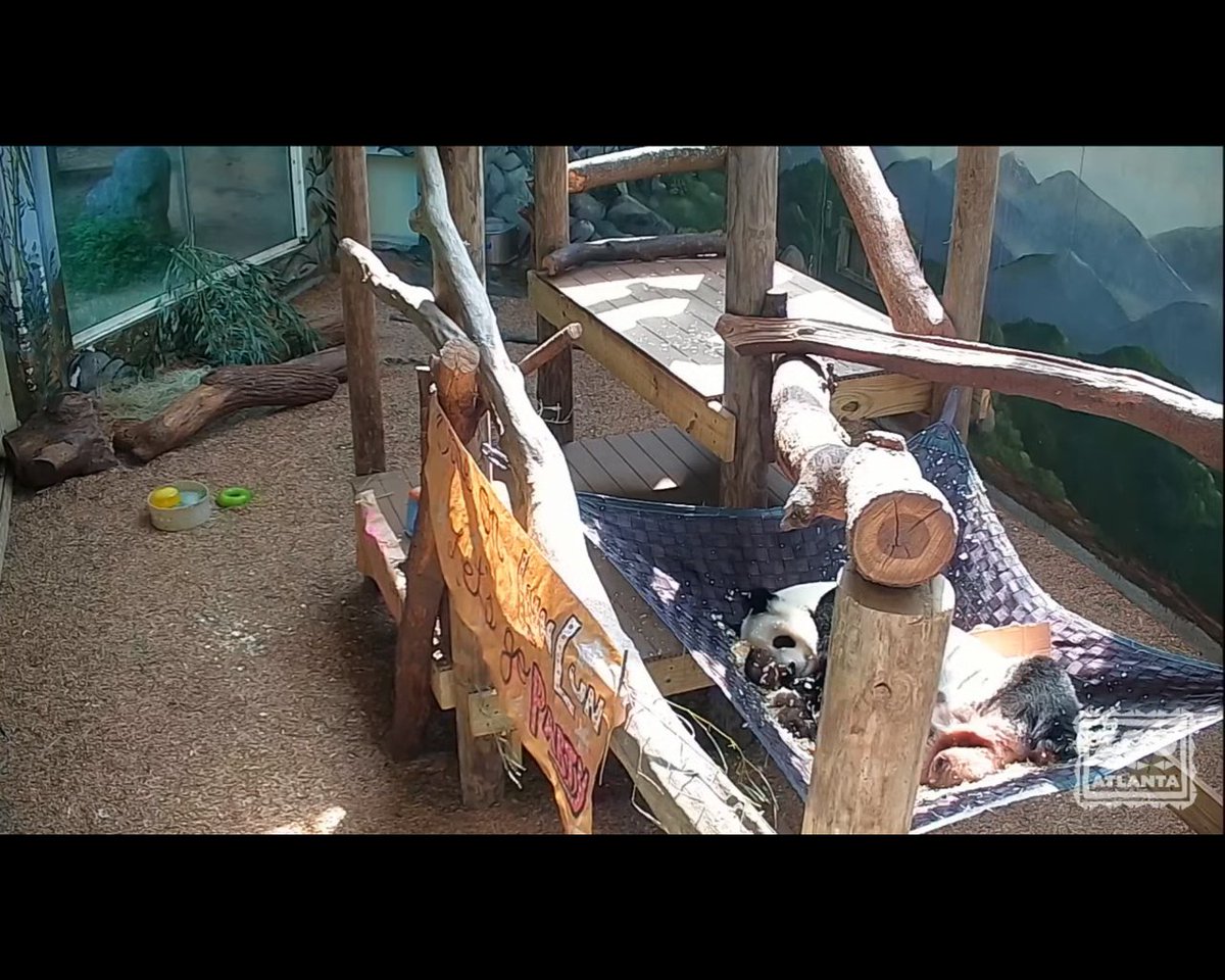 GrumpyPandaF1's tweet image. Awwwwww,Happy Birthday Beautiful #LunLun at @ZooATL,looks like you've enjoyed your Birthday Celebrations,enjoy your day Special Girl. #PandaCam 🎂🐼❤️❤️❤️❤️
